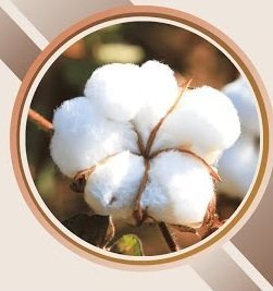 Cotton Suppliers in Bangladesh, China, Russia