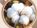 Cotton Suppliers in Bangladesh, China, Russia